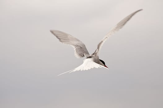 tern at the coast of st. peter-ording / germany