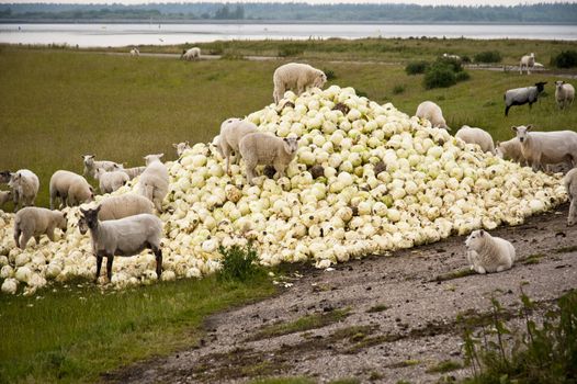 scene with sheep and cabbage