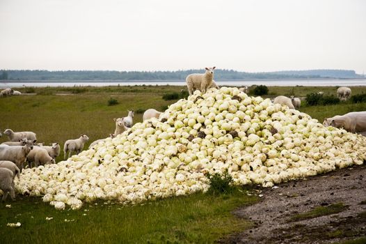 scene with sheep and cabbage