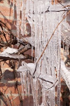 bizarre icicles in cold winter
