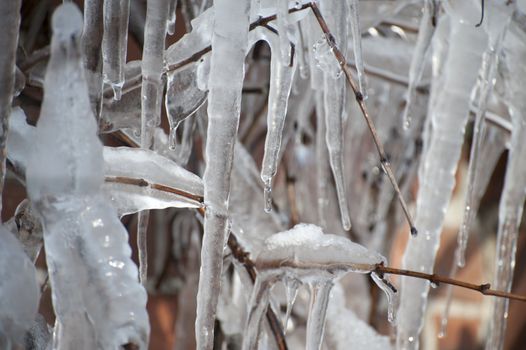 bizarre icicles in cold winter