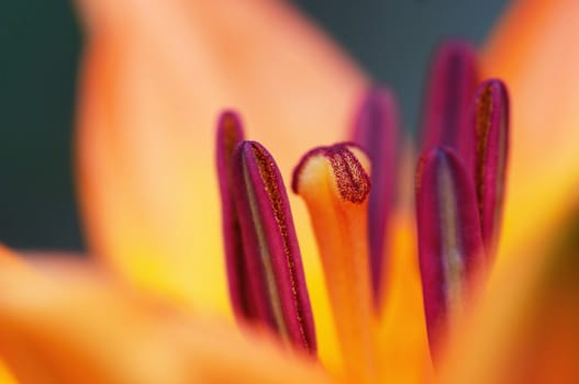 Detail - close-up - of the bloom of lily