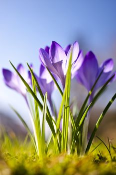 close up of a crocus