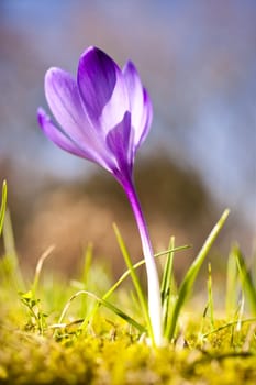 Close up of a crocus