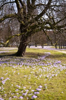 Crocus bloom in Kiel, Germany