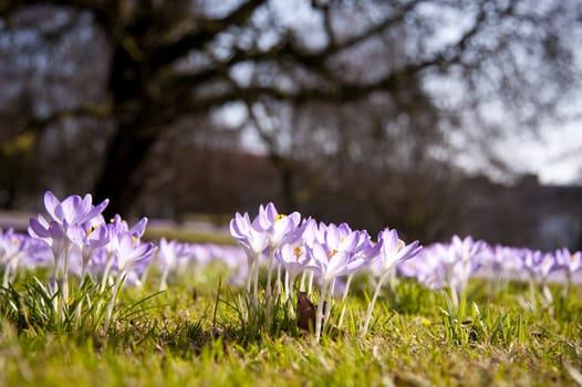 Crocus bloom in Kiel, Germany