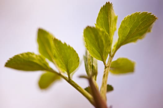 Detail of a tree in spring