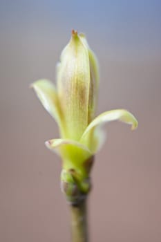 Detail of a tree in spring