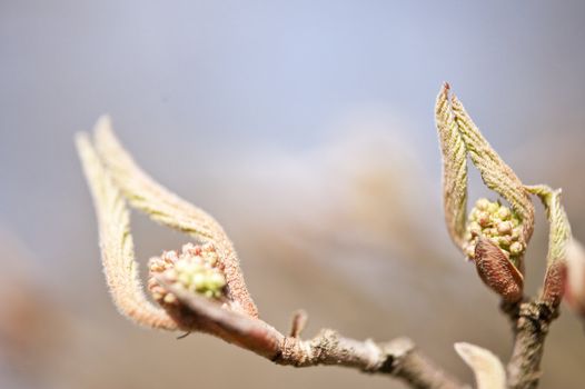 Detail of a tree in spring