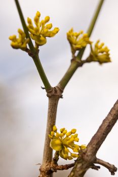 Detail of a tree in spring