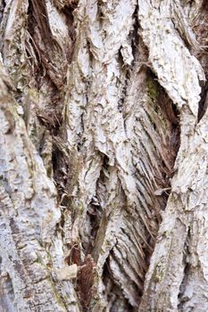 Detail of a tree in spring