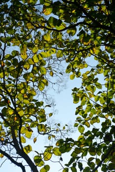 Grunge green leaves in forest