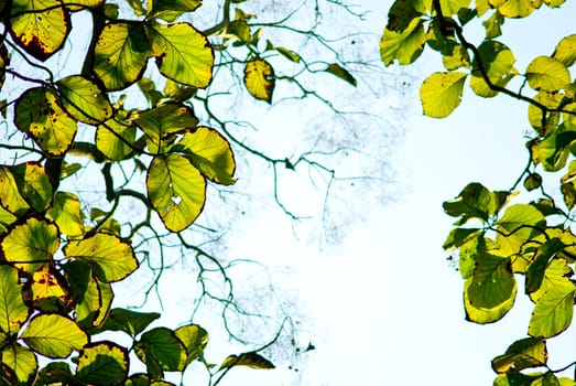 Grunge green leaves with sky