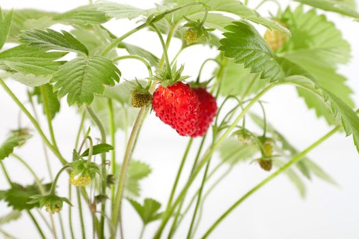 wild strawberry berries. photo on the white background 