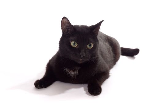black cat portrait, isolated on the white 