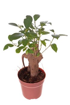 Bonsai Ficus Tree isolated on the white 
