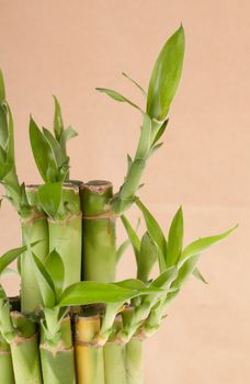 Lucky Bamboo Plant on a brown background 