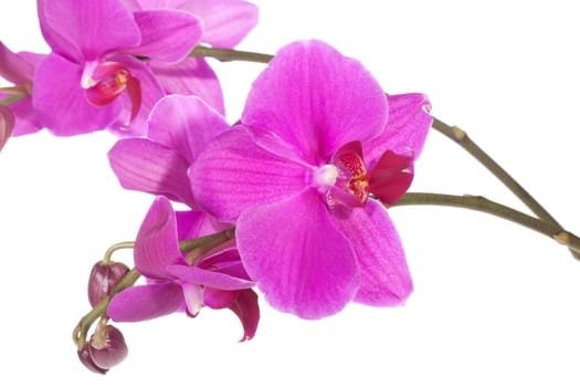 Beautiful purple orchid, isolated on white 