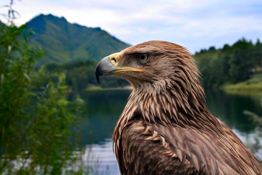 bird eagle on a background of mountains and forests