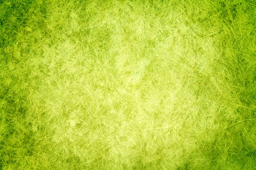 Green texture grass