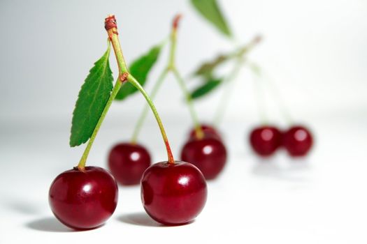 fresh juicy cherries with green leaves