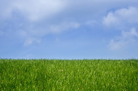 Green field, blue sky and white clouds, background