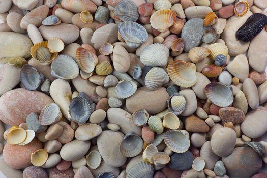 Background from various sea shells and pebbles