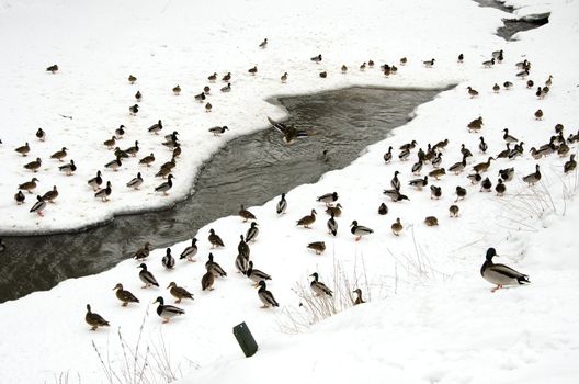 lots of ducks on snow in the winter near frozen river water flow.