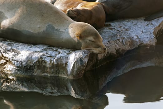 Sea lion lying  on stoes and enjoying sun