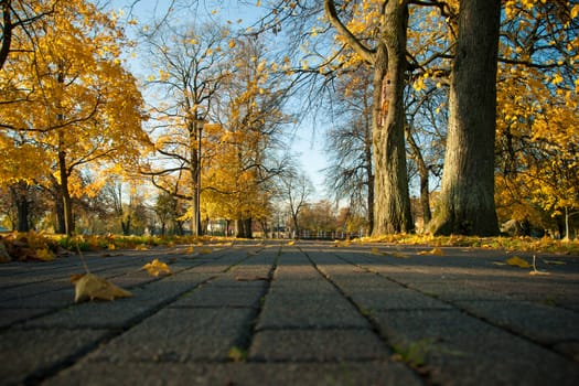 Sunny Autumn Park in the city