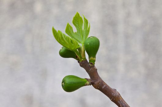 three young figs is born in early spring