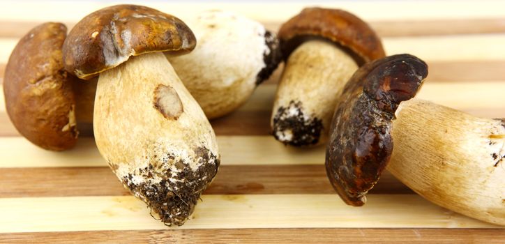 Mushrooms - Porcini, Boletus edulis