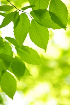 Green spring tree leaves  in clean environment, natural background