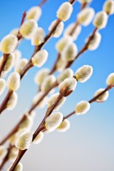 Spring pussy willow branches on blue background