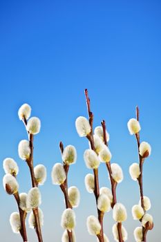 Spring pussy willow branches on blue background