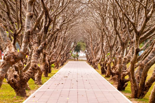 Walk on pathway and tunnel tree