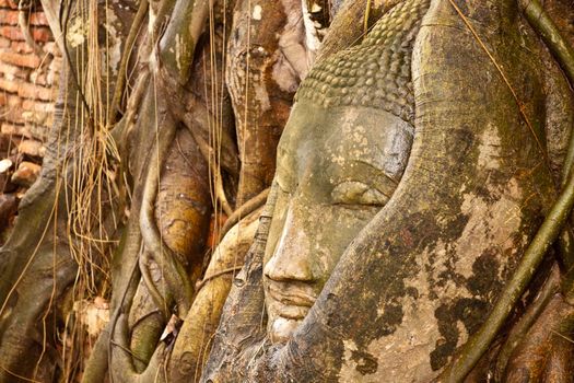 Some part of Buddha Statue in Root of Tree in Wat Phra Si Rattana Mahathat Temple, Ayutthaya Thailand