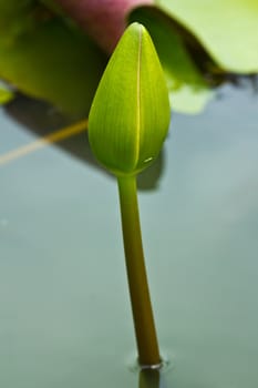 lotus flower of Thailand