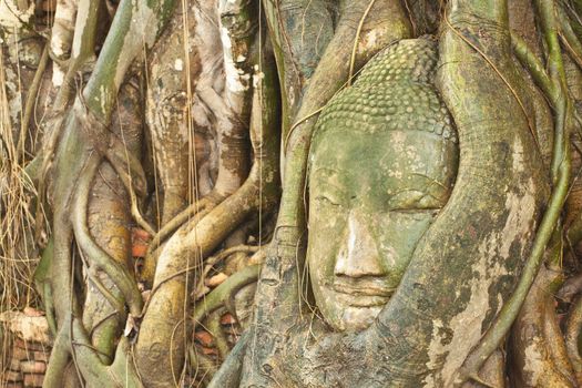 Some part of Buddha Statue in Root of Tree in Wat Phra Si Rattana Mahathat Temple, Ayutthaya Thailand