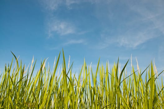 Green Grass Under Blue Clear Sky