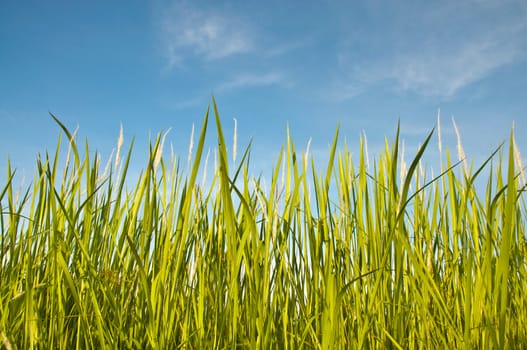 Green Grass Under Blue Clear Sky