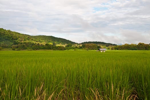 Green rice fields and mountains in Northern Highlands of Thailand South East Asia