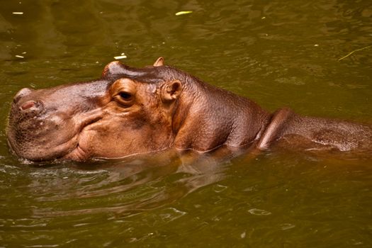 Hippo (Hippopotamus)