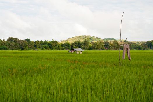 Green rice fields and mountains in Northern Highlands of Thailand South East Asia