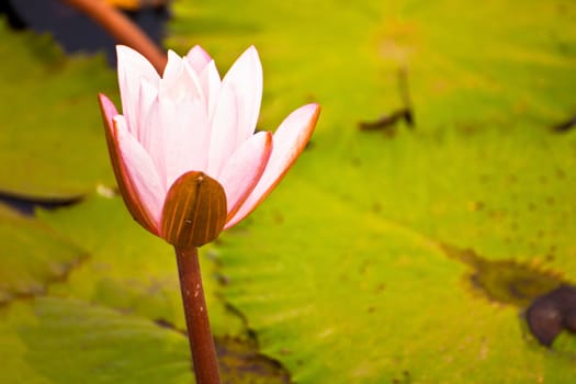 lotus flower of Thailand