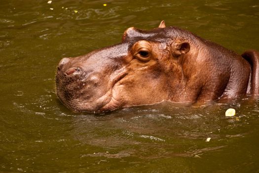 Hippo (Hippopotamus)