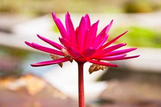 lotus flower of Thailand