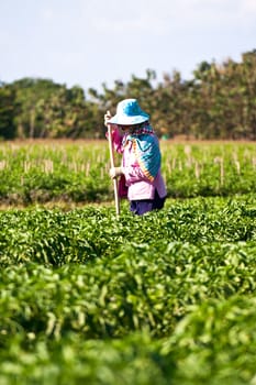 People working in the park of green peppers