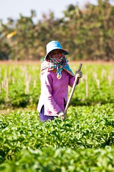 People working in the park of green peppers