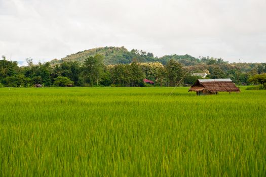 Green rice fields and mountains in Northern Highlands of Thailand South East Asia